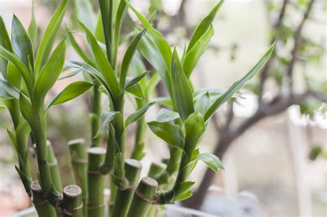 發財樹開花 風水|風水植物｜不只富貴竹！7款招財/招桃花植物推介+不 